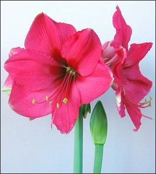 Pink Surprise, Dimens.34-36, 25 lei - a De vanzare Hippeastrum Amaryllis