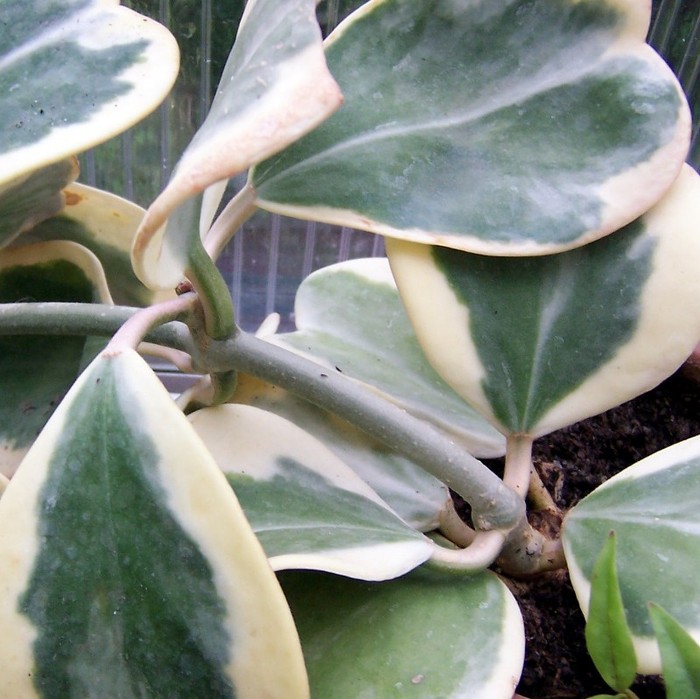 Hoya kerii albomarginata - Hoya plante