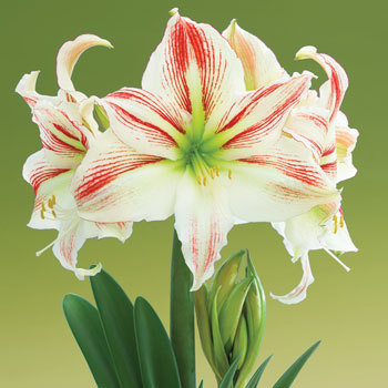 INDISPONIBIL Amorice, Dim. 34-36, P 25 lei - a De vanzare Hippeastrum Amaryllis