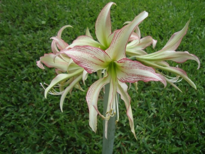 Emerald Dim 30+, P 35 lei - a De vanzare Hippeastrum Amaryllis