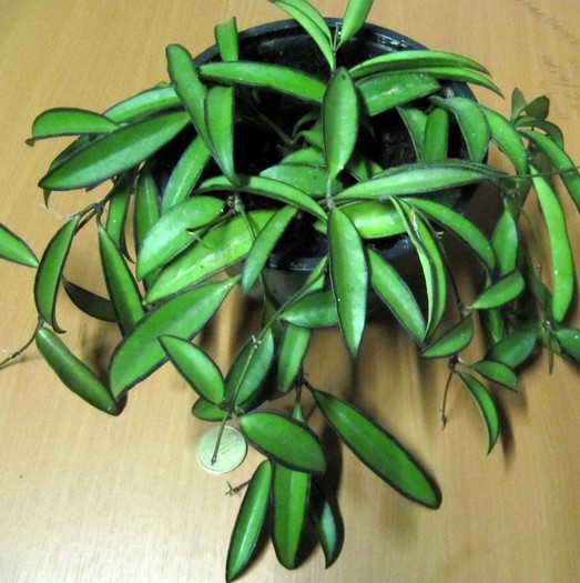 Hoya wayetii - Hoya plante