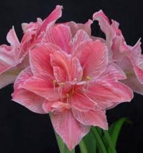 INDISPONIBIL Sweet Nymph, Dim 30-32, P 30 lei - a De vanzare Hippeastrum Amaryllis