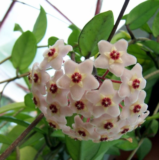 Hoya carnosa - Hoya plante
