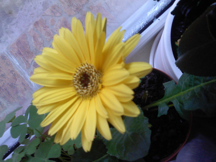 P171111_08.16 - Gerbera