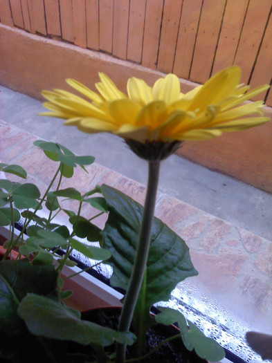 P171111_08.15 - Gerbera