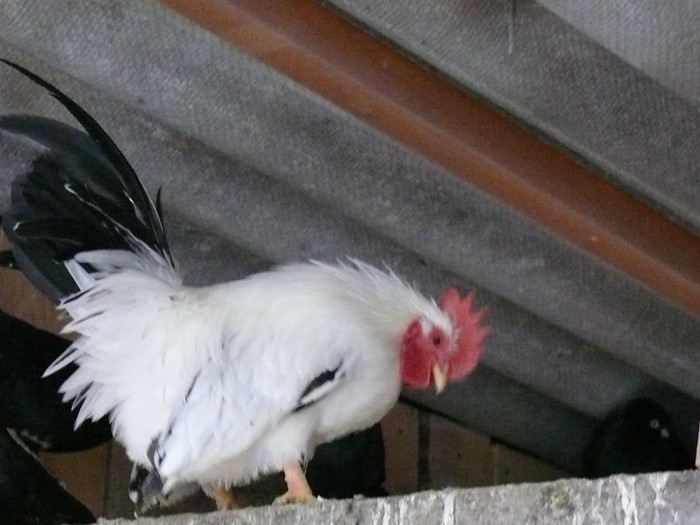 cocoselul cel rau - chabo siro