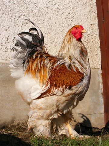 Brahma Rogesattelt