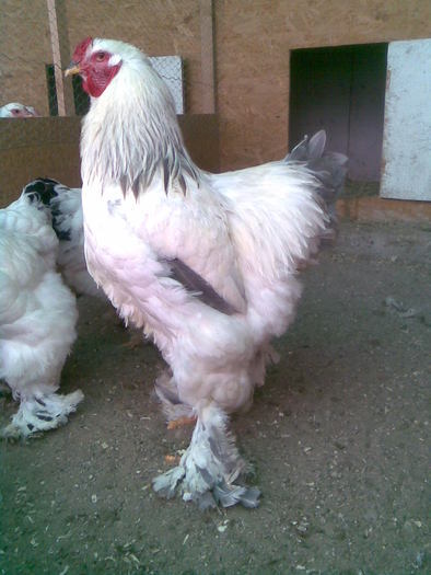 Brahma Herminat Deschis pe Albastru