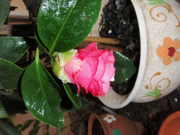 pare ca infloreste acum - Camellia