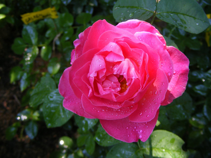 Pink Perfume