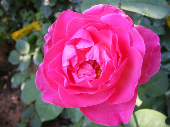 Pink Perfume