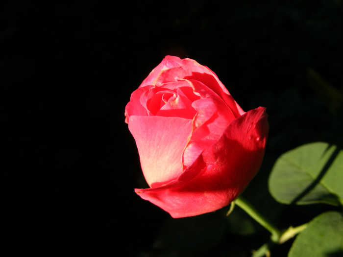 Pink Perfume