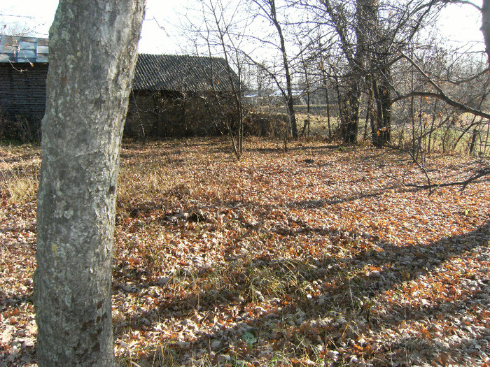 toamna la ocea nov 2011 005