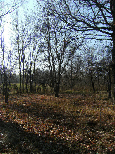 toamna la ocea nov 2011 003