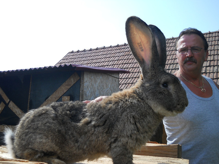 cu iepurele lui Zolde-naparleste iep - 4atentie cind cumparati iepuri