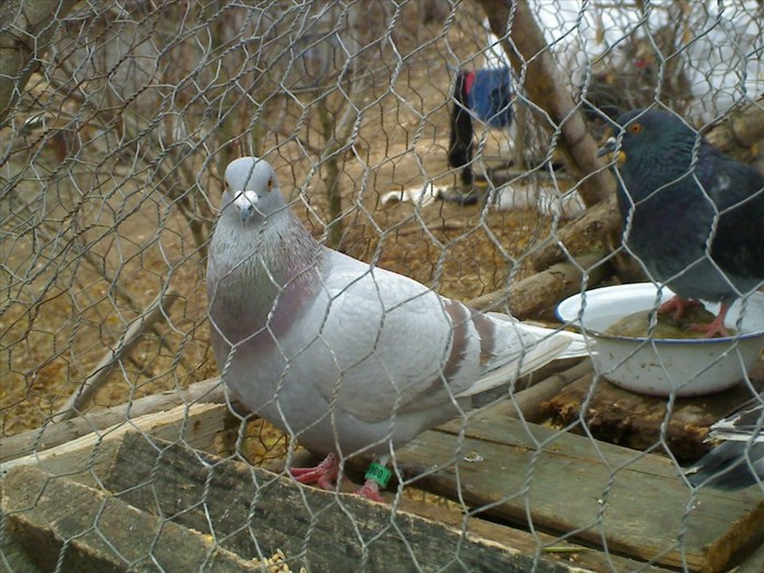 bombonel (janssen-imbrecht) - Achiziti 2011