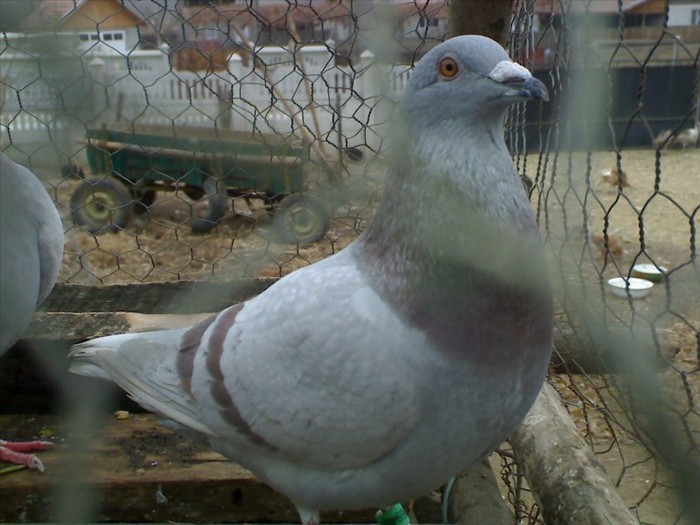 tot bombonel (jenssen-imbreccht) - Achiziti 2011