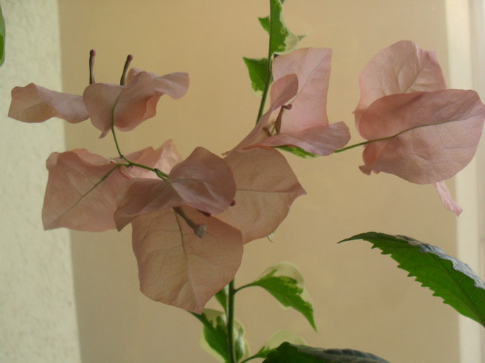 SDC16364 - BOUGAINVILLEA BENGAL ORANGE nu o mai am