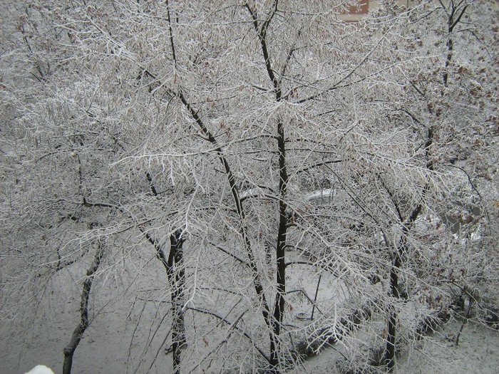 A venit iarna la Timisoara - Natura