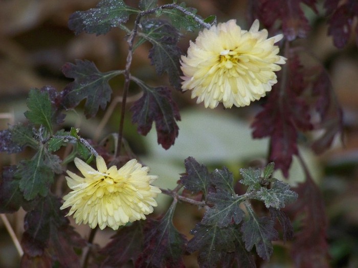 100_1743 - Iarna 2011  2012