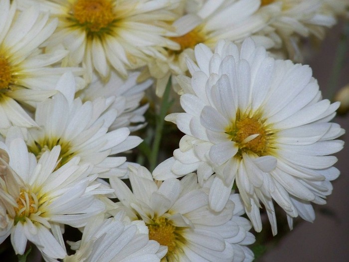 100_1771 - Iarna 2011  2012