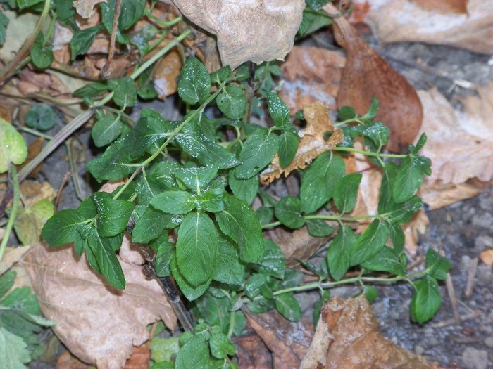 100_1774 - Iarna 2011  2012