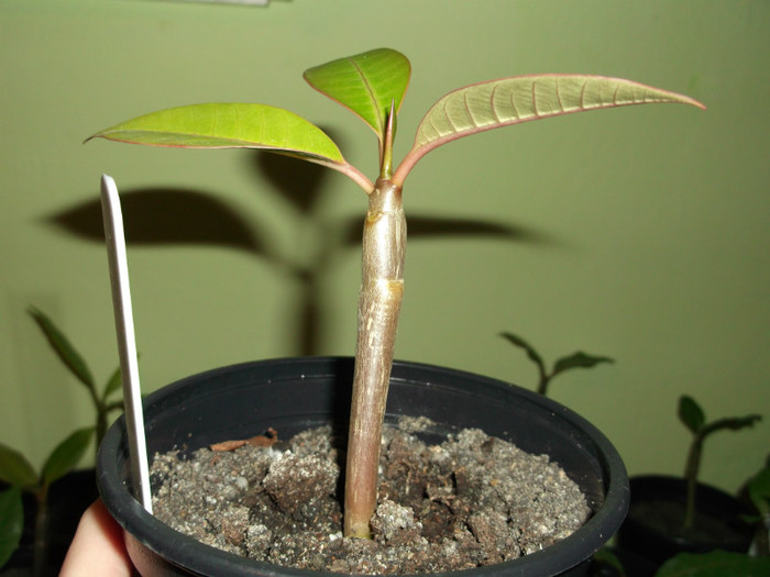 DSCF0230 - ADENIUM SI PLUMERIA asa arata acum
