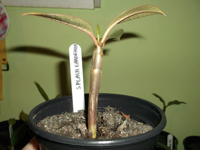 DSCF0231 - ADENIUM SI PLUMERIA asa arata acum