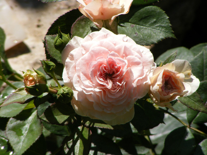 Mariatherezia