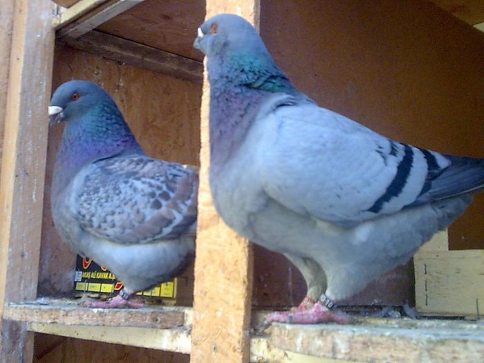 Pereche 2010