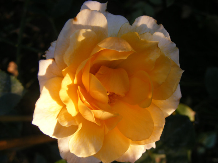 Marjorie Marshall