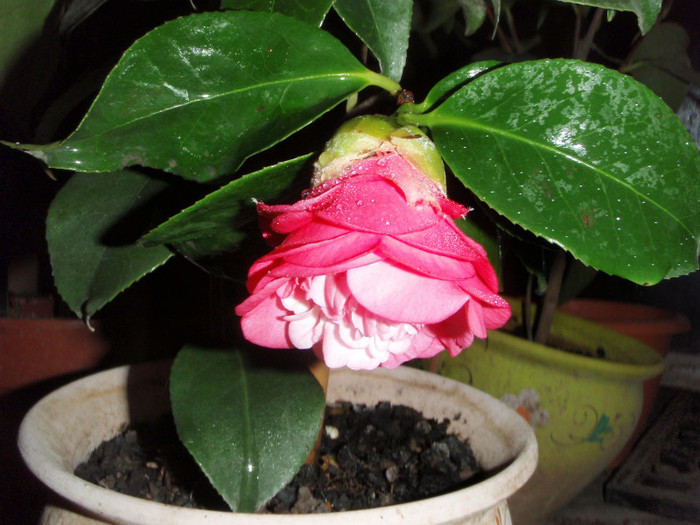 26nov seara 2 - Camellia