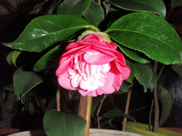 26nov seara 3 - Camellia