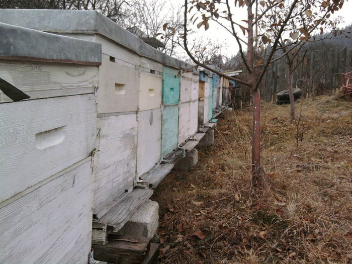 Fotografie1107; Acum mai asteapta zboruri de curatire doar :)
