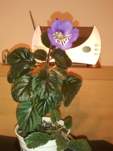 party dude - plantele mele
