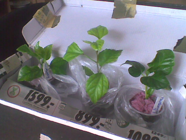 NOI ACHIZITI-el capitolio si bluebery norma josephina