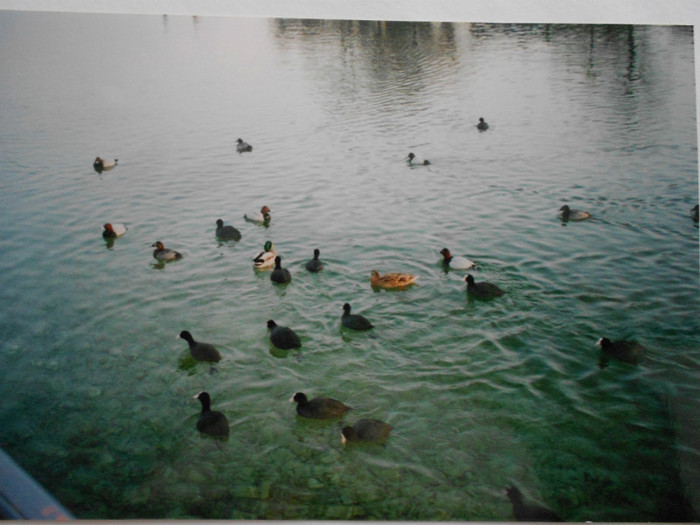 acest riulet care trecea prin mijlocul orasului