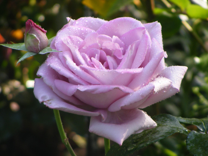 Meinzer Fastnacht(Blue Moon) - Rose uitate prin sertar