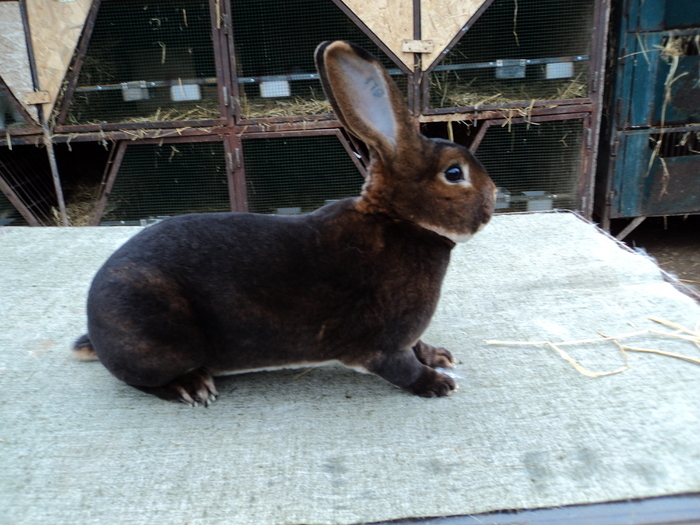 campionul national castor rex-petre - 7-anunt important