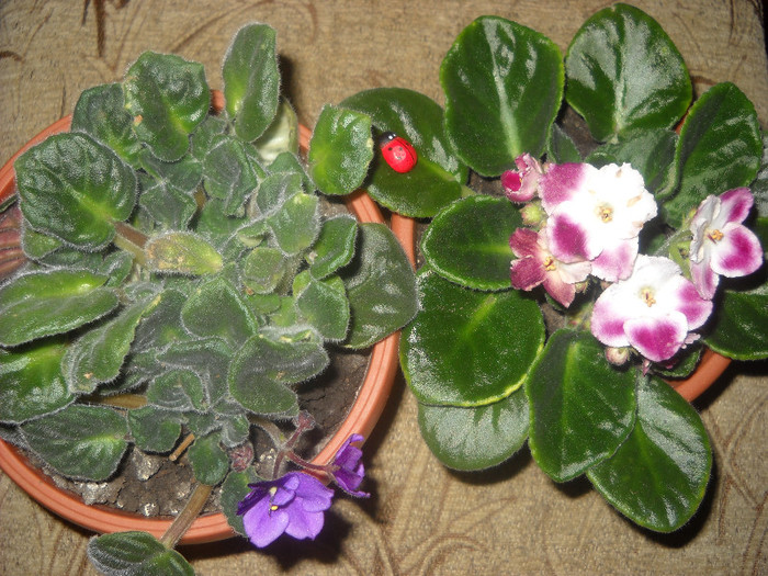 26 noiembrie 2011-Multumesc!CRIMSON- iCE - Violete 2010-2012