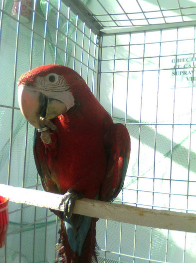 marcelbalan - 7-anunt important
