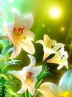 images (45) - poze flori