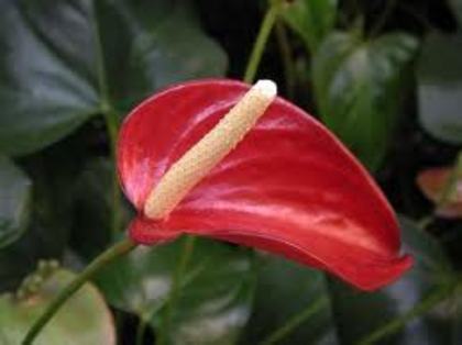 images (46) - poze flori