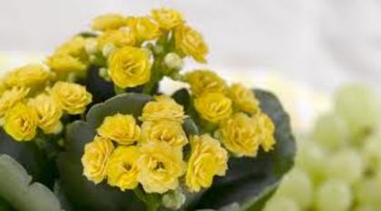 images (48) - poze flori