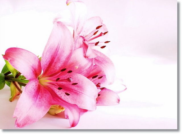 tablou-crini-004~l_709144 - poze flori