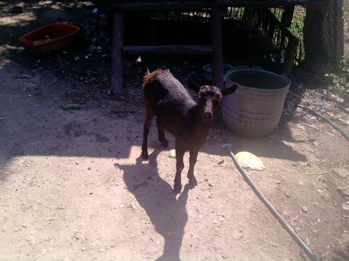 P190811_13.42_[01]caprita; caprita
