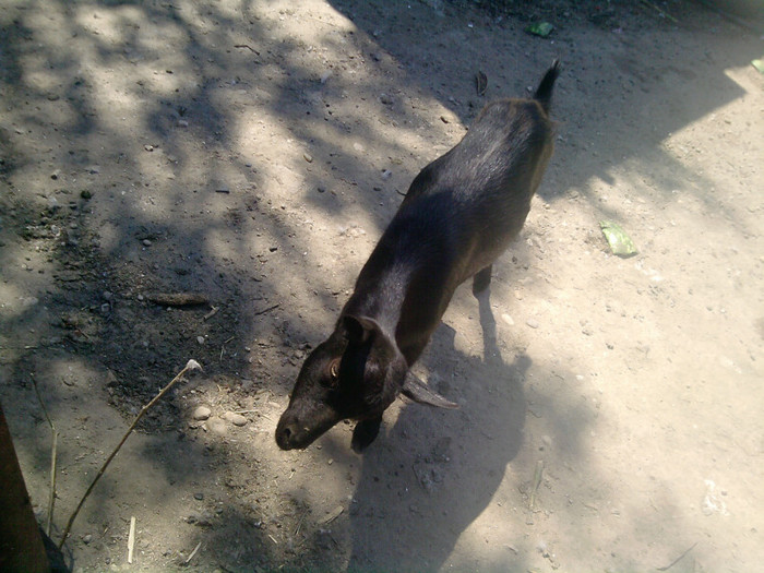 P190811_13.43; tot caprita
