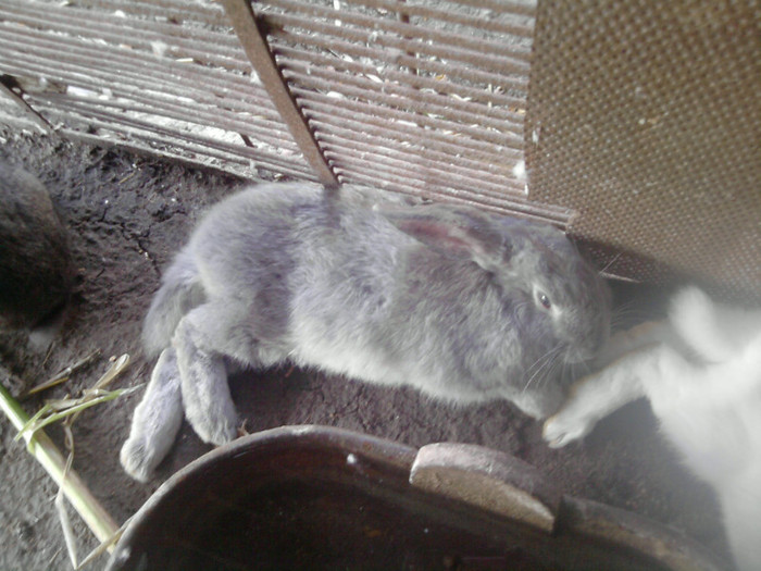 P190811_13.43_[01]rila la soare; rila la soare
