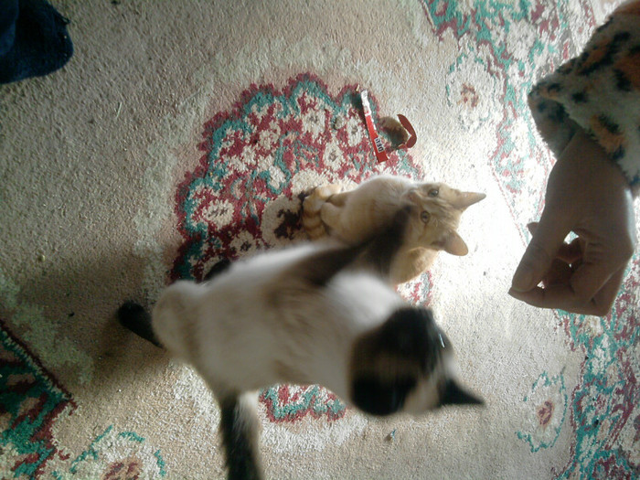 P271111_12.57pipiroi si tigrusor; pipiroi si tigrusor
