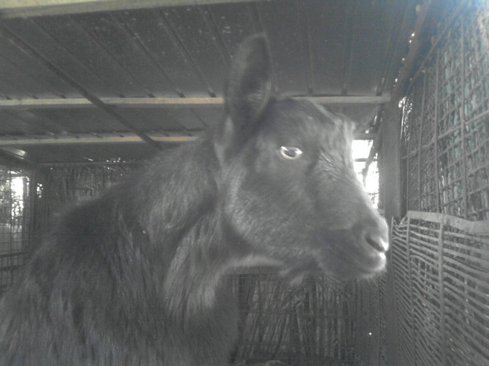 P271111_13.06caprita; caprita
